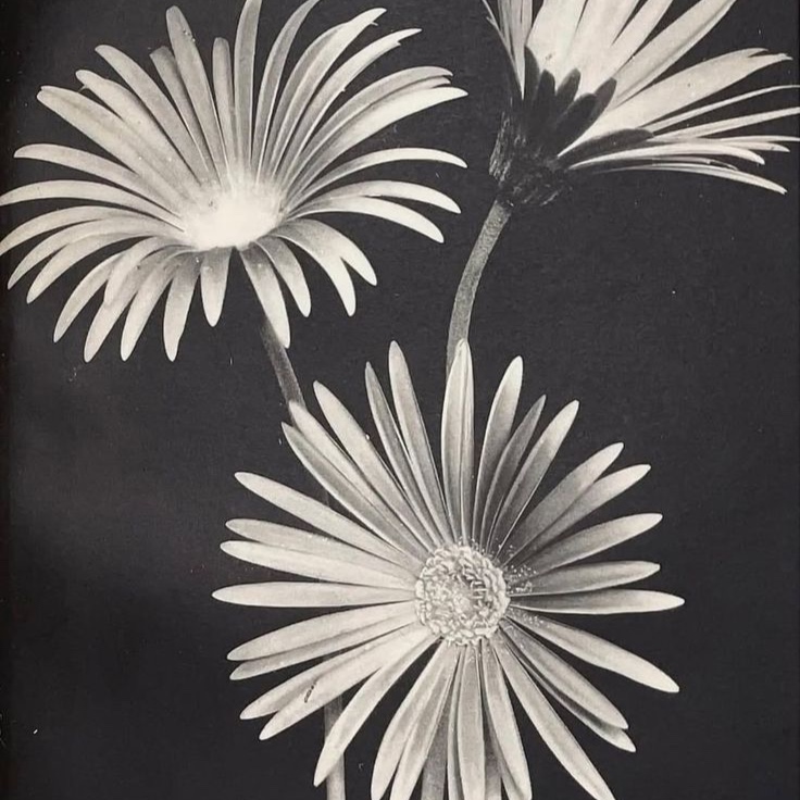 The Red Carpet Ritual Facial at Ceremony Esthetics and Wellness in South Pasadena, CA