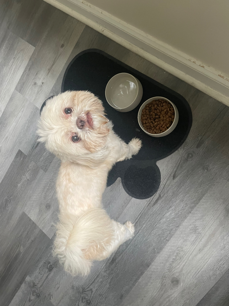 House Sitter at Paws and Pubs Patrol in Baltimore, MD