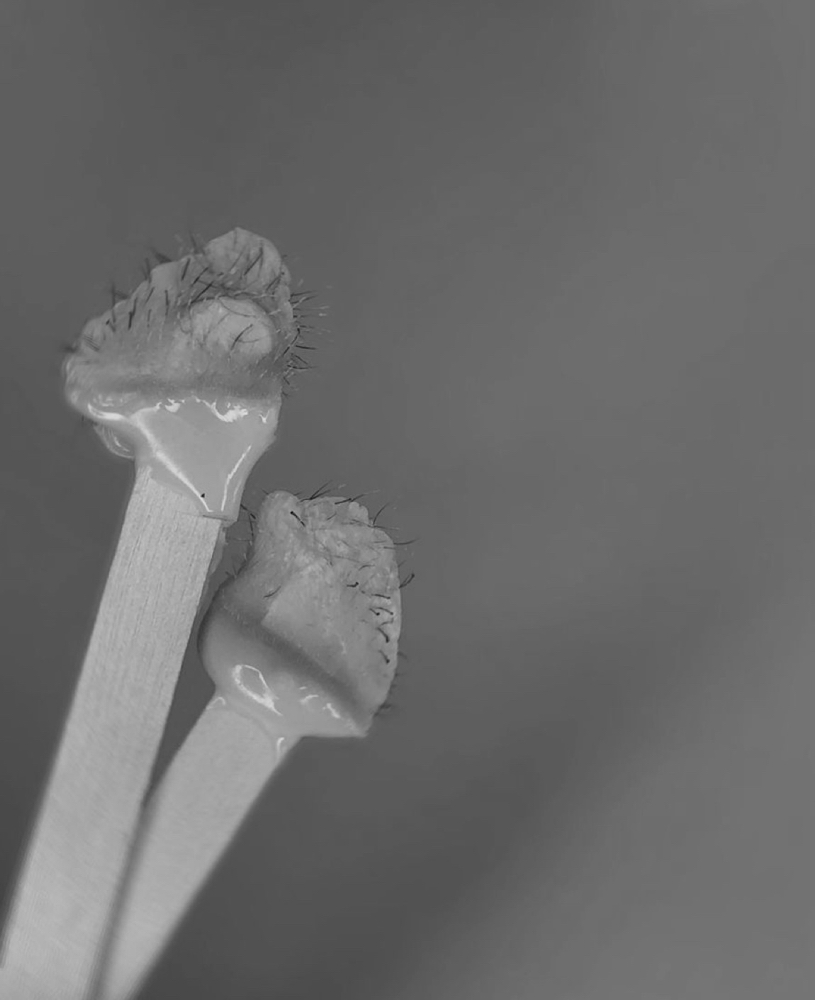 Nose Wax at Studio Forty Esthetics in Moore, OK