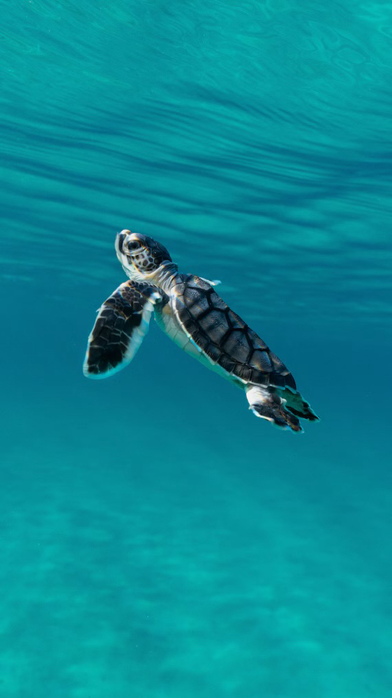 Add On Microneedling -Neck Only