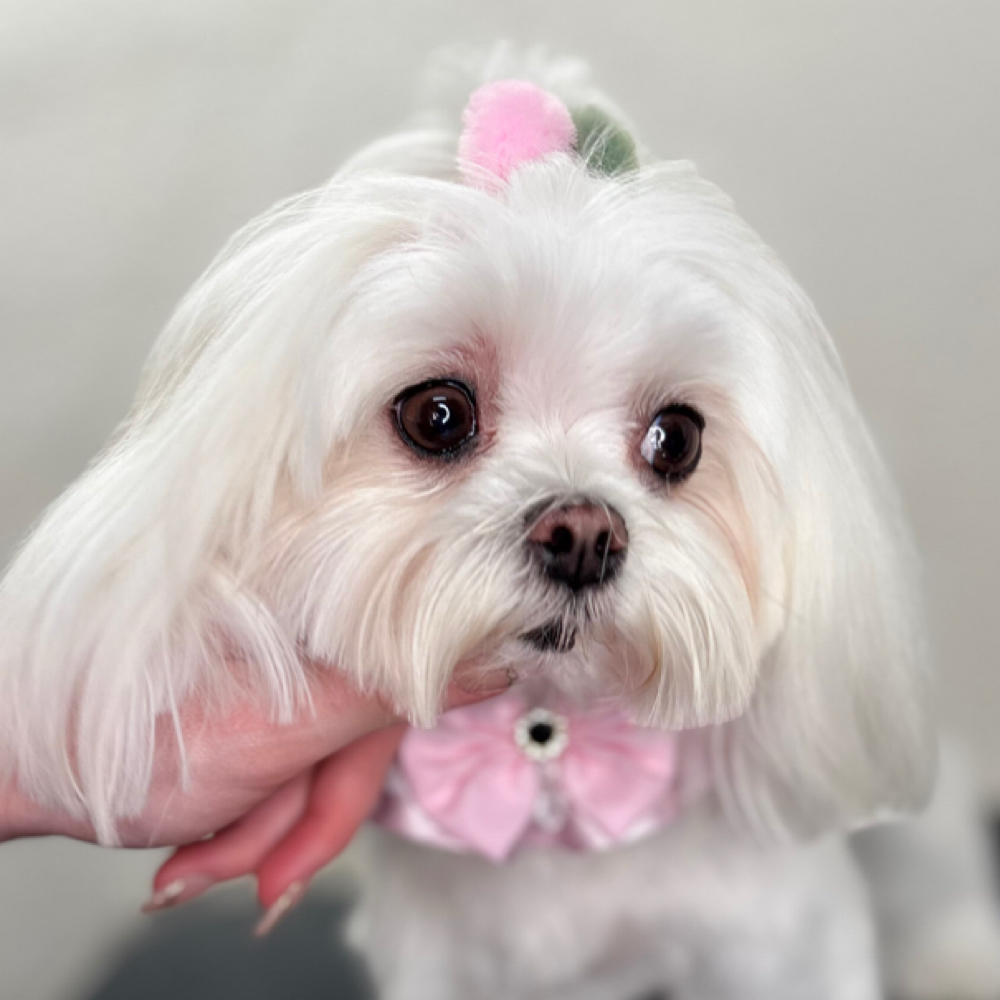 Full Service Groom Sm 1-20lbs at The Shiny Puppy LLC in Royse City, TX