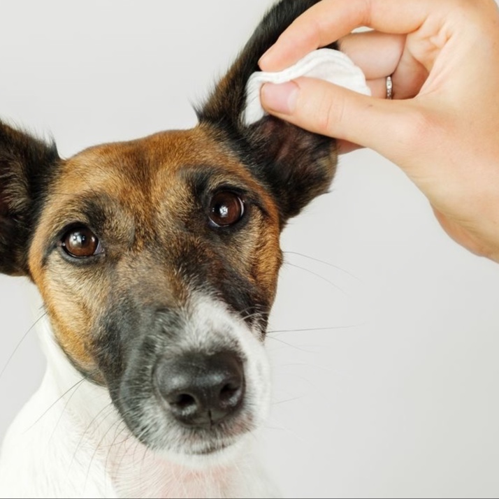 Doggy Ear Cleaning Service at Fluff Studio LLC in Masontown, PA