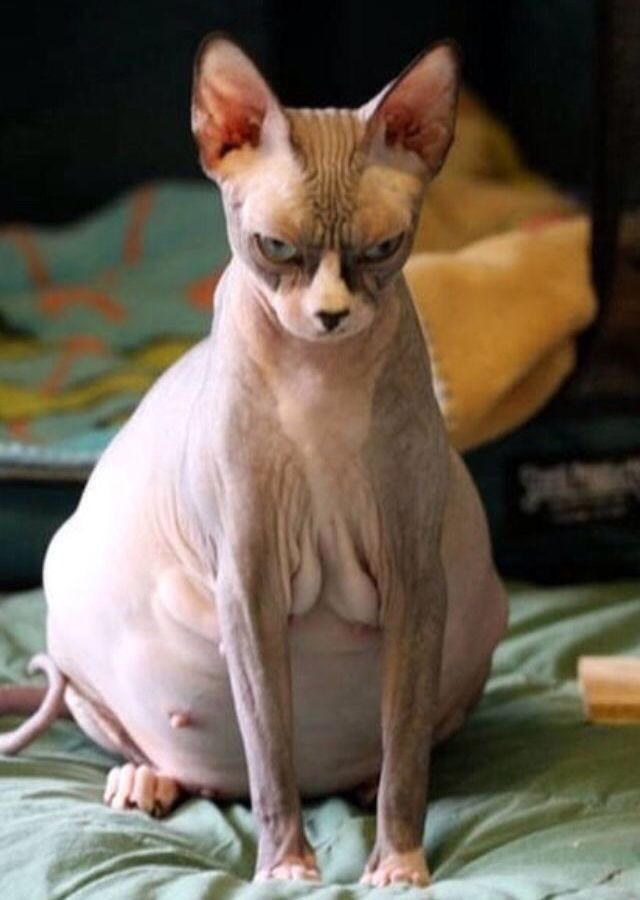 New Brazilian Wax