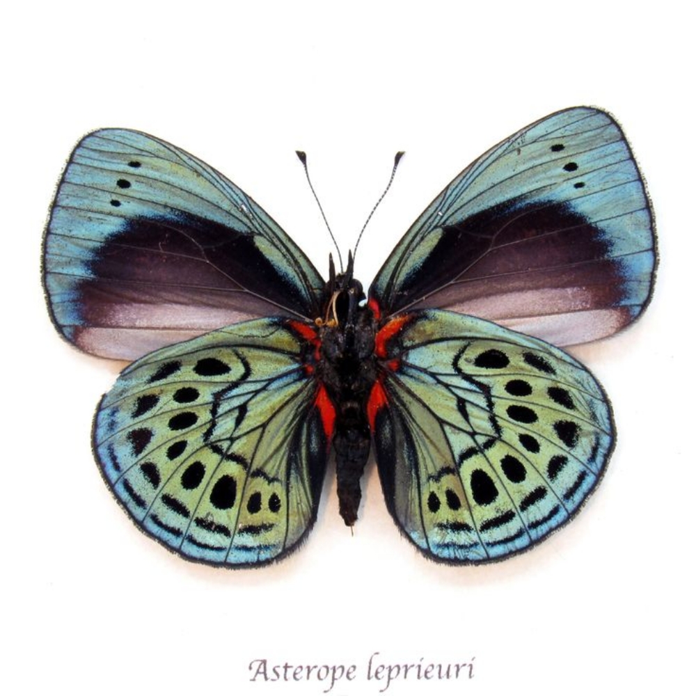 Asterope leprieur-Leprieur's Glory at Spectrum Ink Tattoo Studio in Mount Vernon, WA