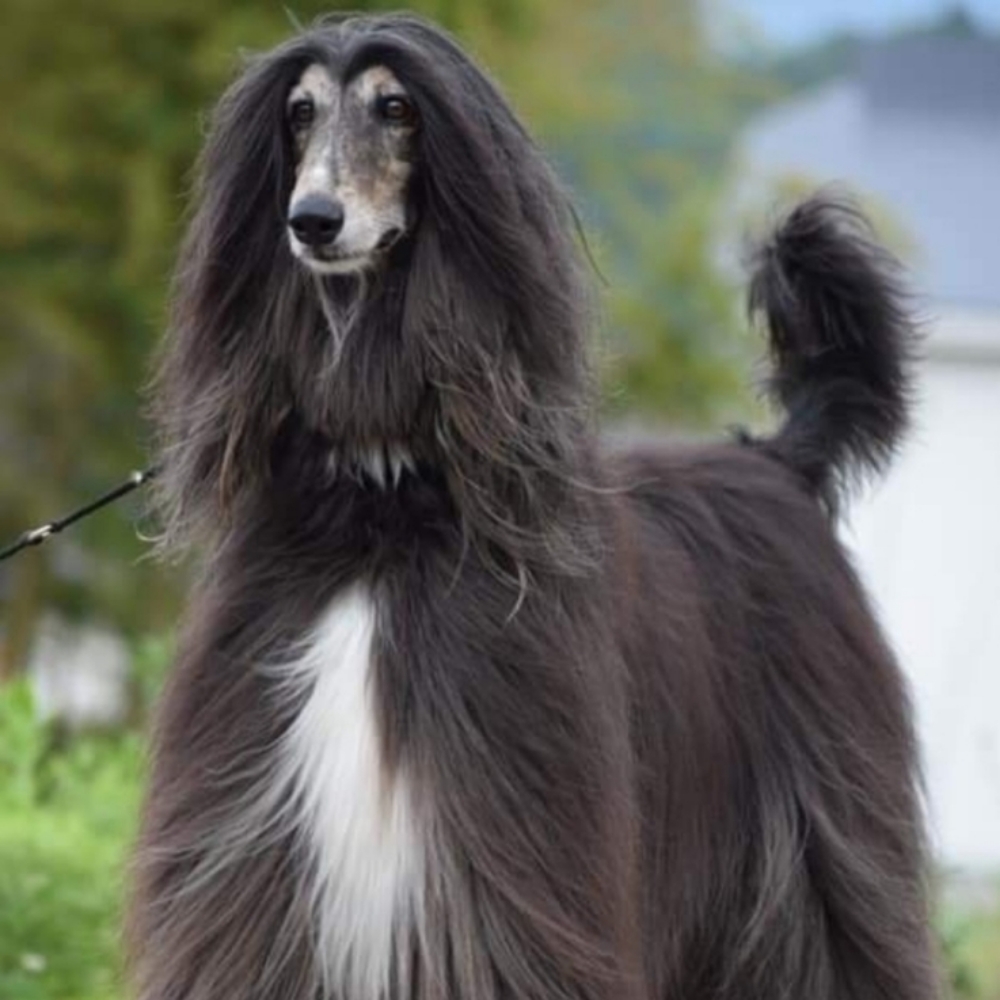 X-Large - Long, Straight Hair at Tail Waggers Grooming LLC in Fort Worth, TX