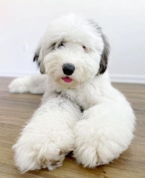 Old English Sheepdog - Haircut