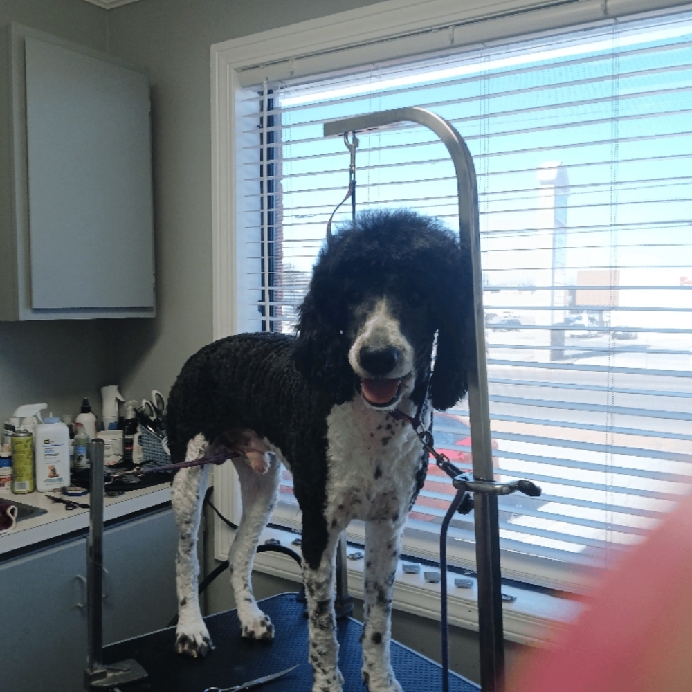 Glamour Grooming X-Large Dog at Glamour Grooming And Boarding in Memphis, TN