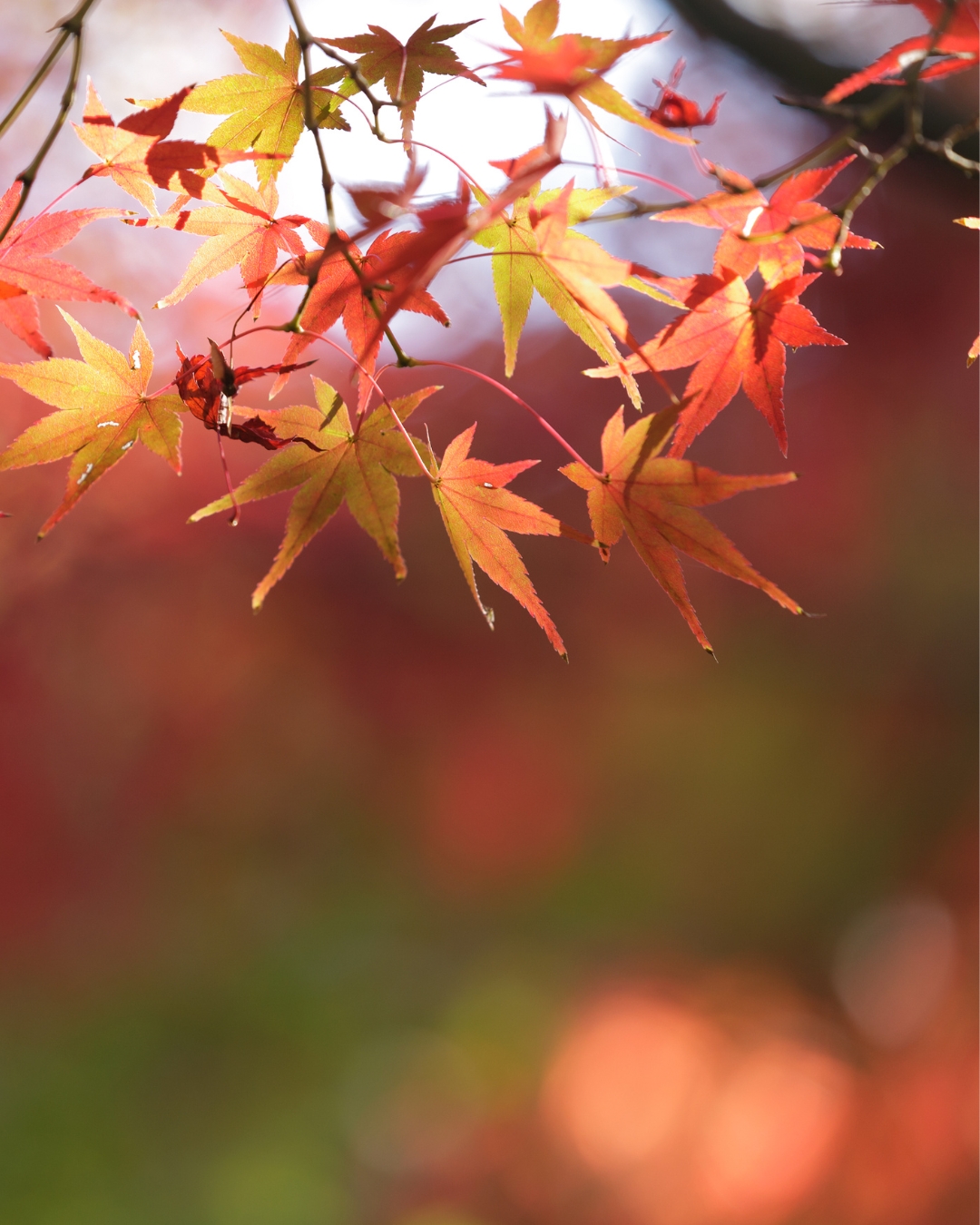 Fall Immune Boost Special!