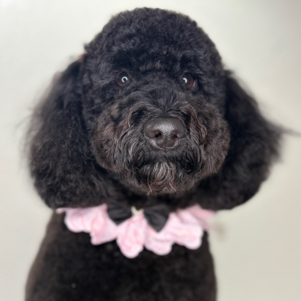 Bath & Brush S-m 21-30lbs at The Shiny Puppy LLC in Royse City, TX