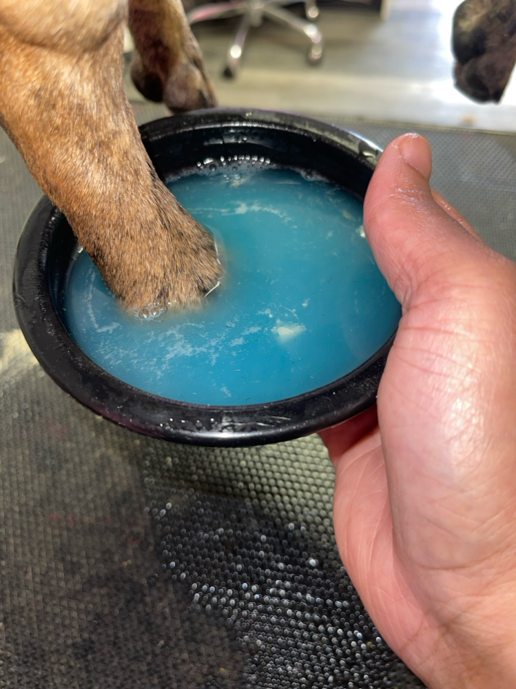 Pet Pawdicure Spa Package