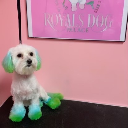 Doggy Dye Services at Royals Dog Palace in Milwaukee, WI