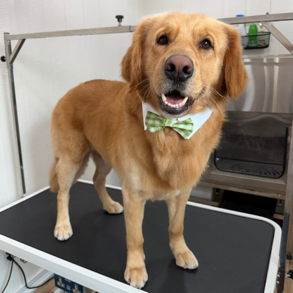 XL 81+ lbs Bath at Wagnolia Grooming Studio in Weslaco, TX