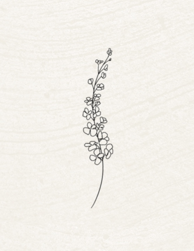 Larkspur