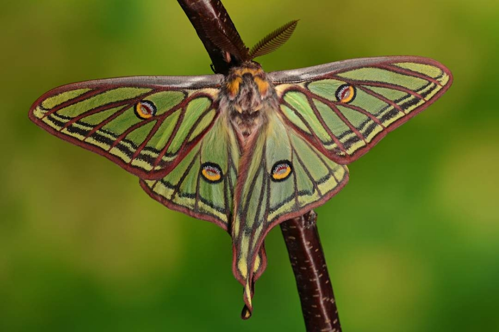 Graellsia isabellae-Spanish Moon at Spectrum Ink Tattoo Studio in Mount Vernon, WA
