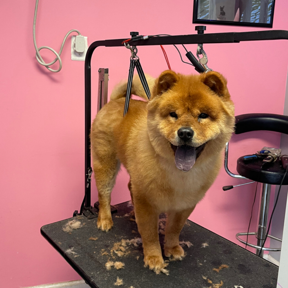 Regular Spa Deluxe Groom at Jabre The Groomer✂️ in Halethorpe, MD