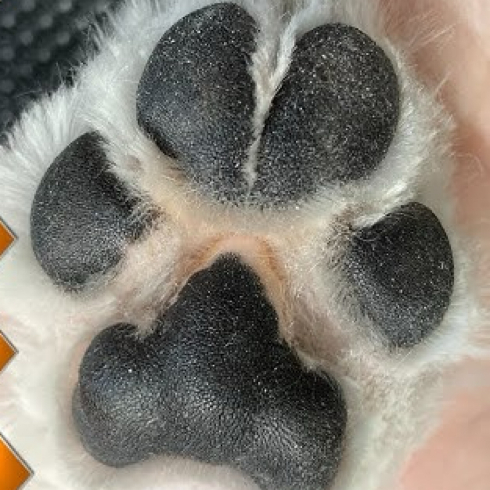 Paw Pad Shave at Spooky Snoots Pet Grooming in Silver lake, IN