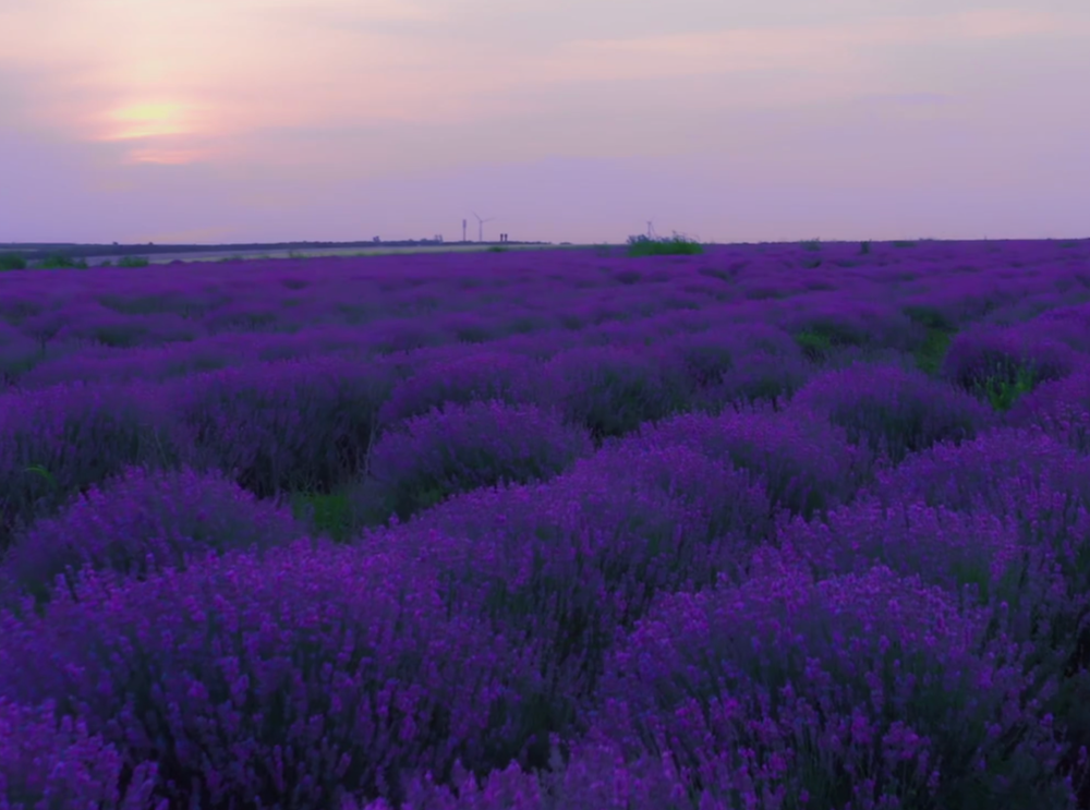 Relaxation Immersion | In-Studio