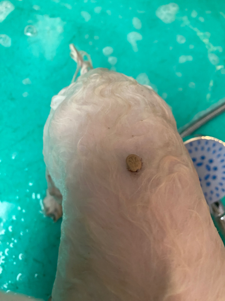 Flea / Tick Treatment