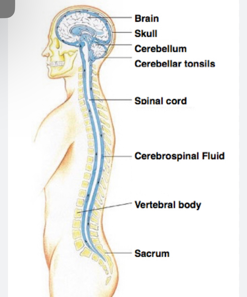 Cranial Sacral Massage
