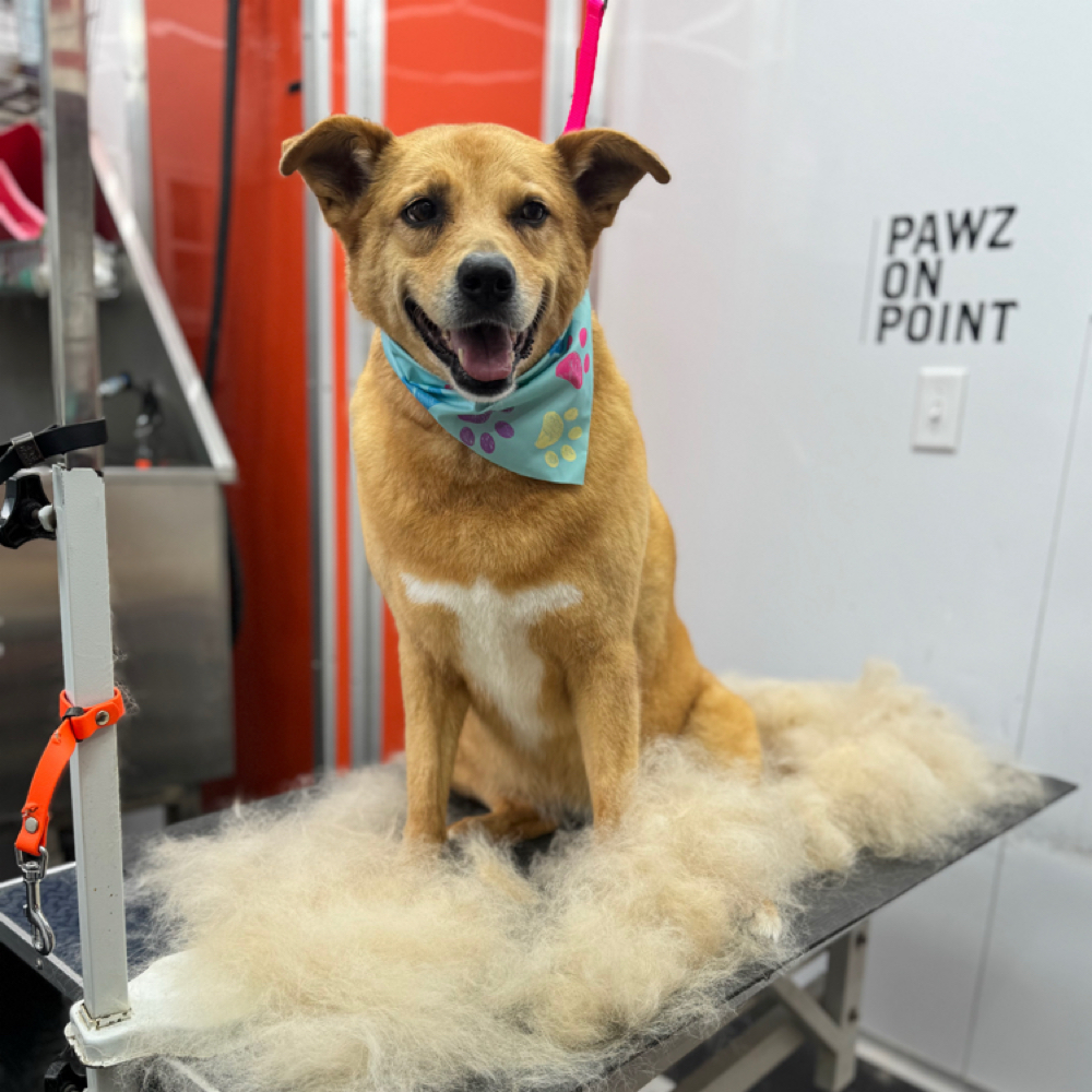 Luxury Bath - Double Coat at Pawz On Point Mobile Dog Grooming in Washington, NJ