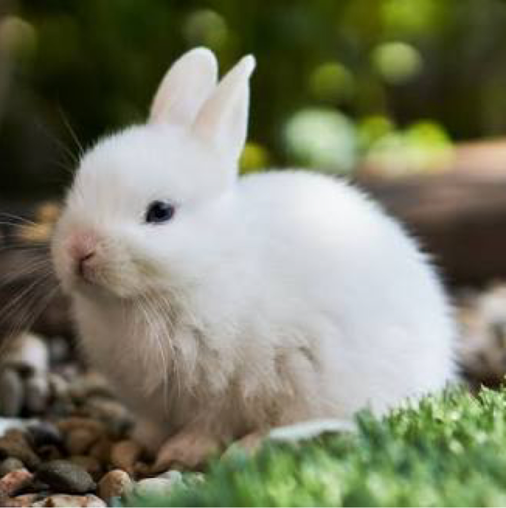 The Bunny Hop at skinALIcious in Germantown, TN