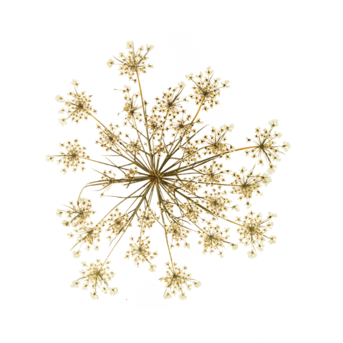 Lip Wax at Saddle Up Waxing in Burley, ID