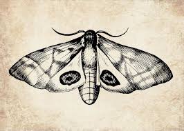 ADD ON - Butt Strip (Bikini Add-on)