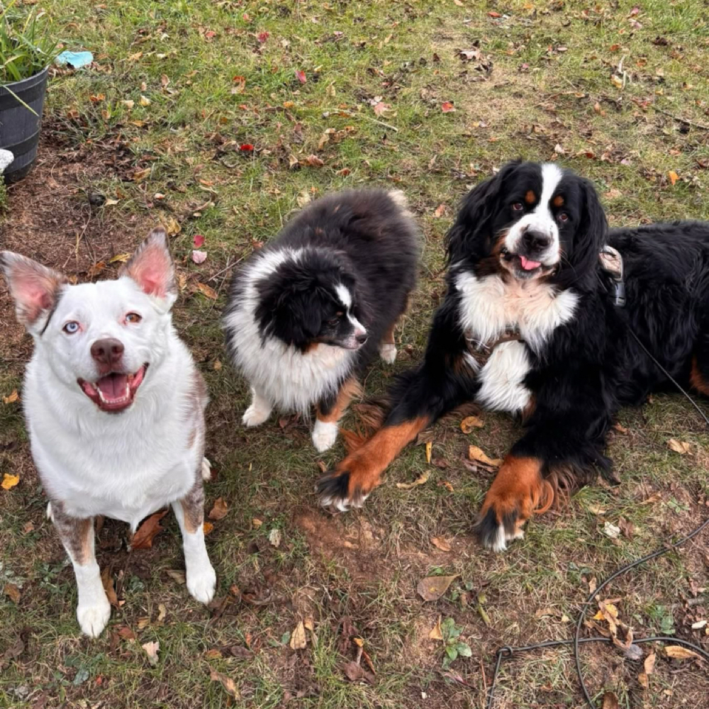 Max & the Dawgs at The Girl Next Door Healing Center in Westminster, MD