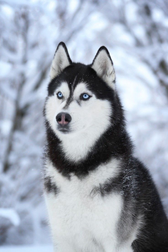 Siberian Husky - Bath & Fluff