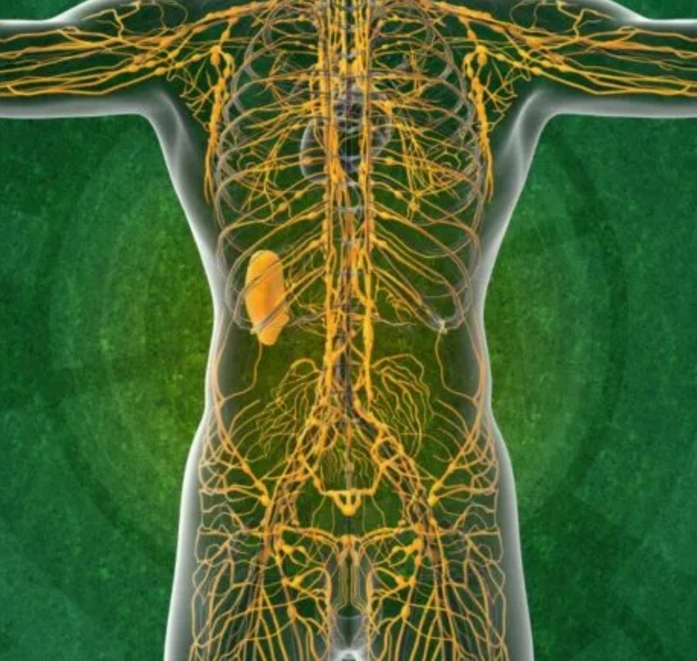 Lymphatic Drainage Detox