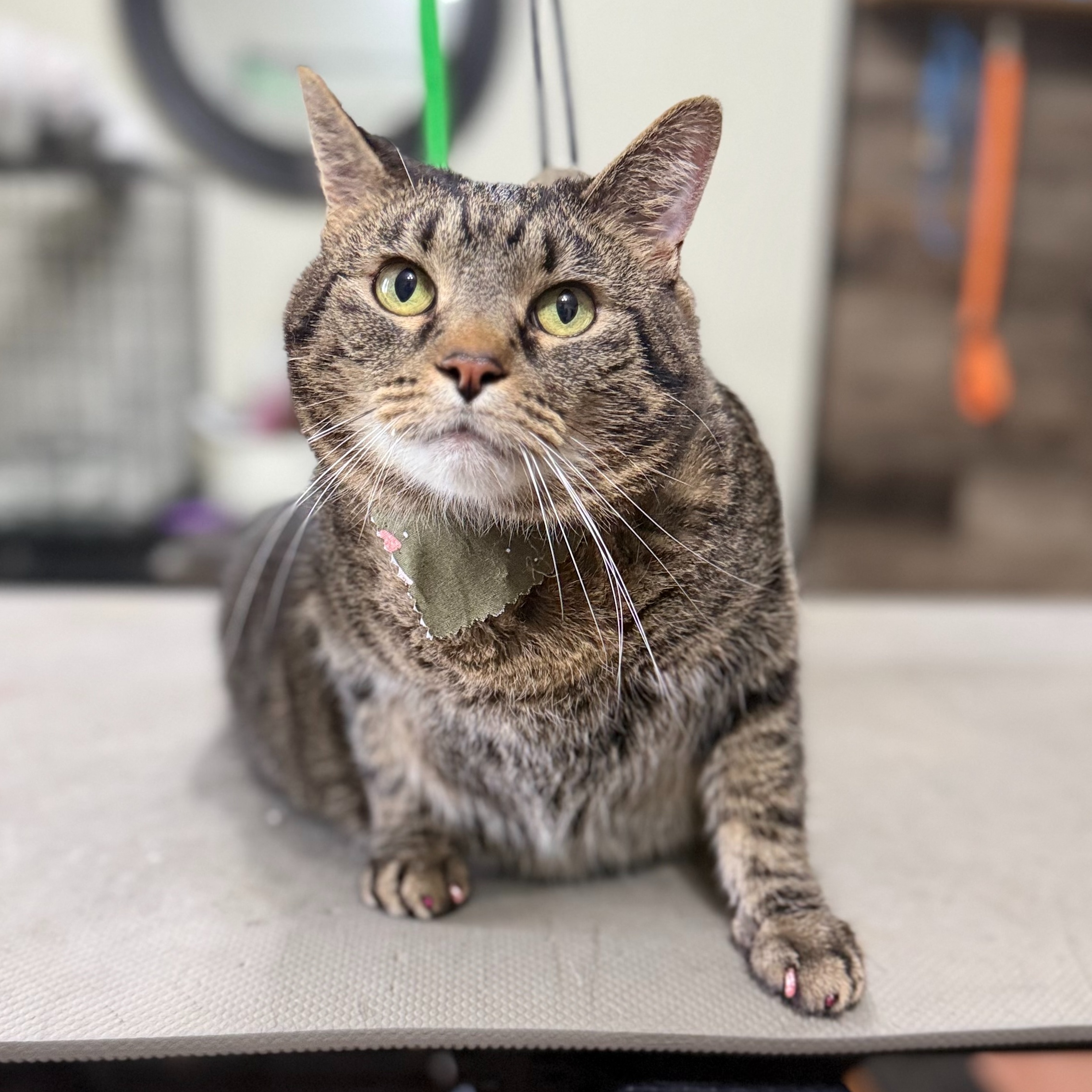 Cat Nail Trim at Simply Pampered in Attica, IN
