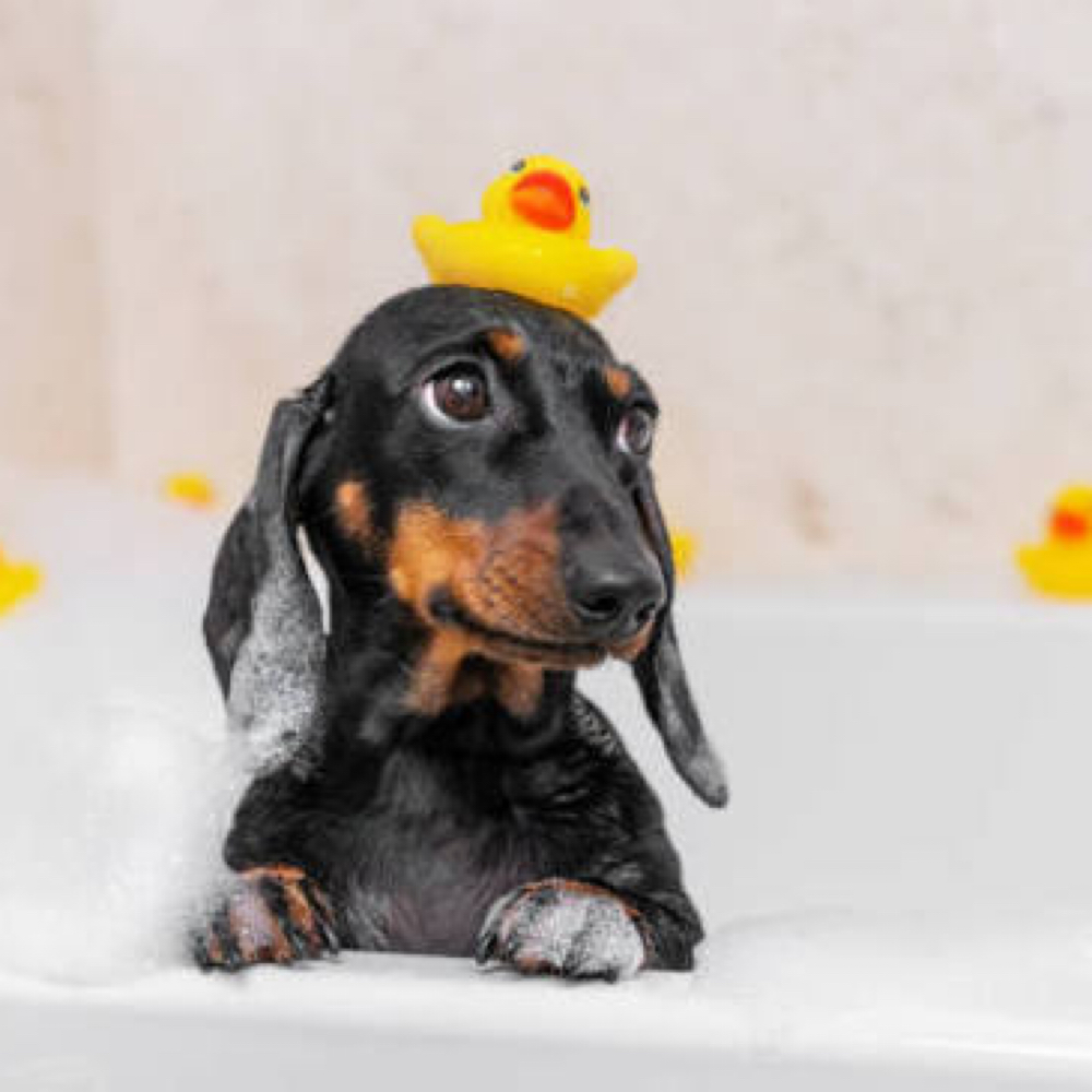 Small Dog Bath (under 25lbs) at Pitzer’s Paws Grooming in Live Oak, FL