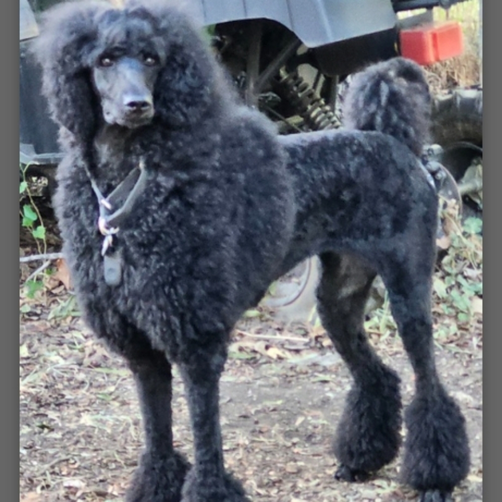 Large Dog - Curly (Poodle/Doodle) at Tail Waggers Grooming LLC in Fort Worth, TX