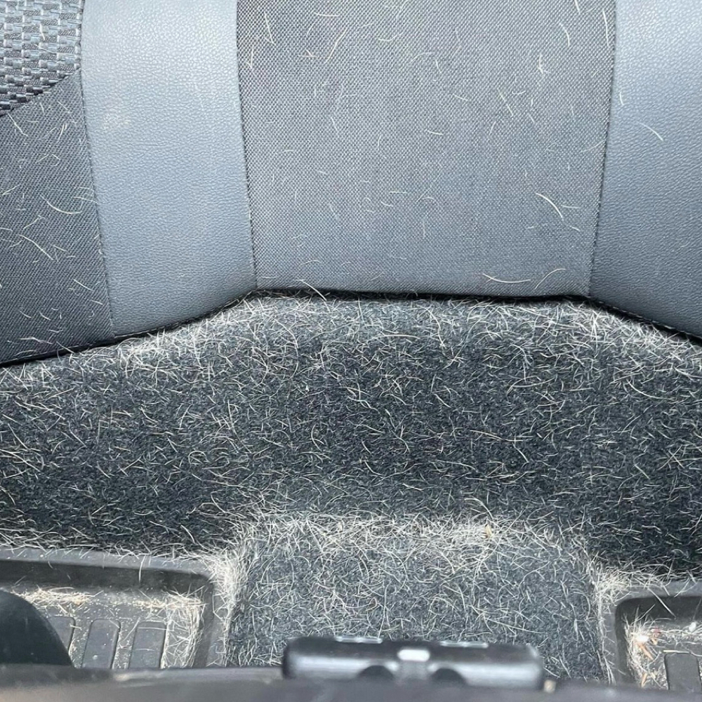 + Pet Hair Removal at VV Detailing NYC