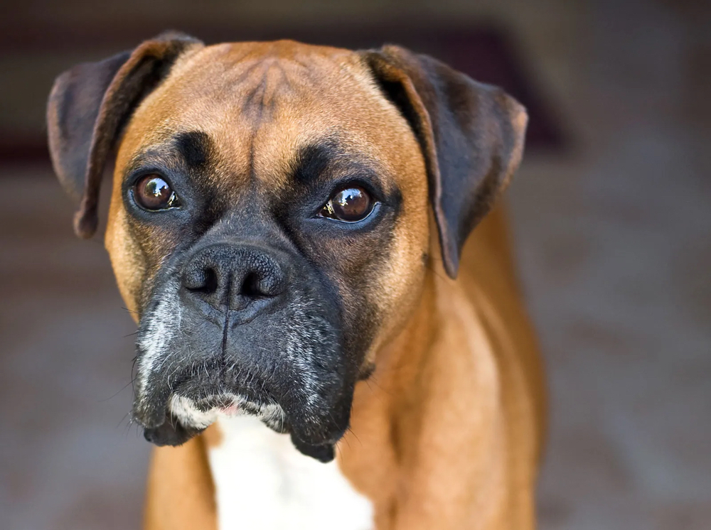 Boxer Bath