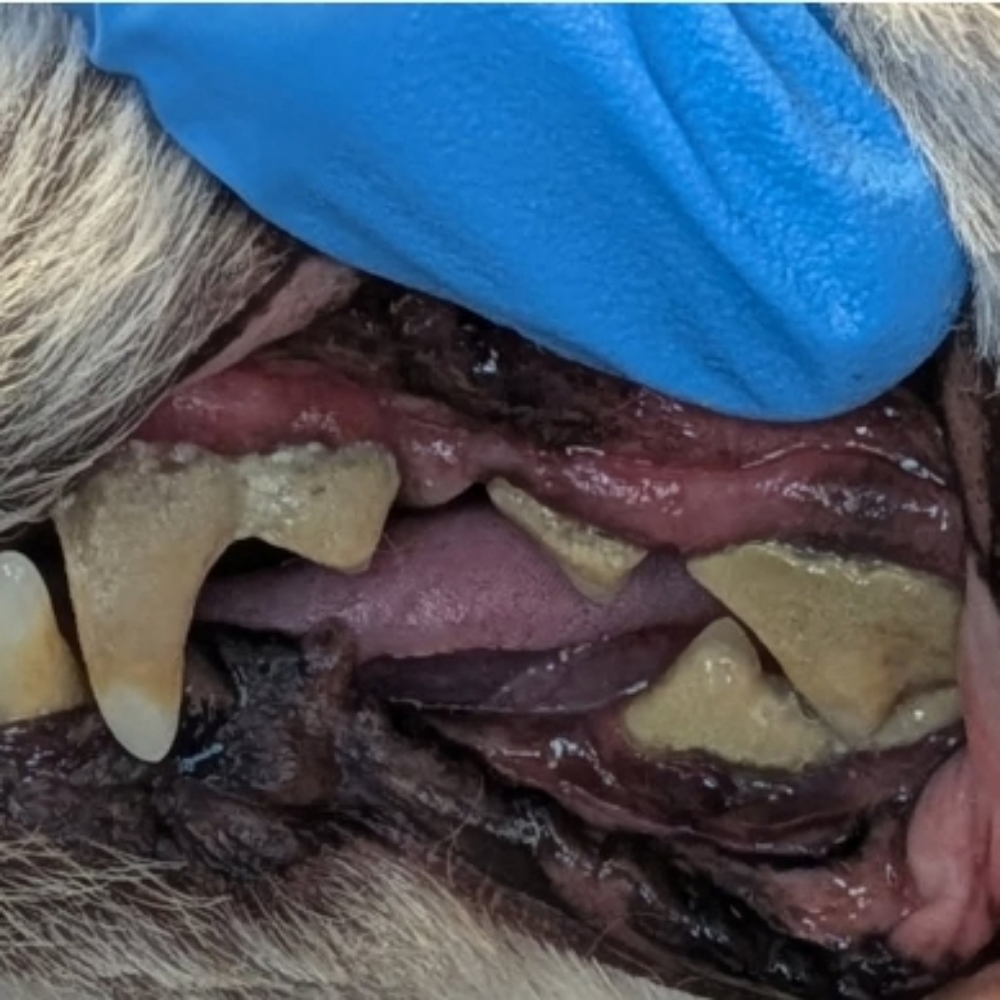 Medium Dog Deep Teeth Cleaning at Sparkling Smiles Doggy Dental Cleaning LLC in Tucson, AZ