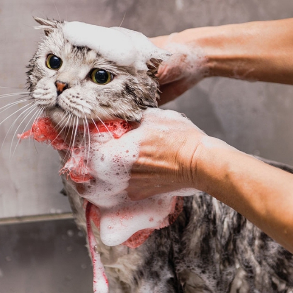 Cat Groom at Ruff Cuts Grooming Spa in El Dorado, AR