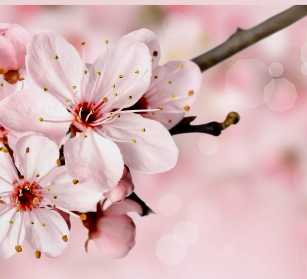 Mothers Day Special Facial*