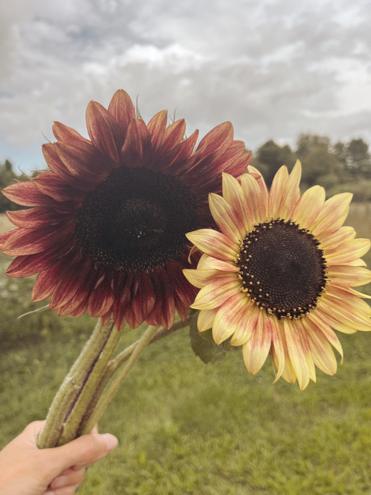 Single Process Color - Root Retouch at Jordan Eliza in Benton, ME