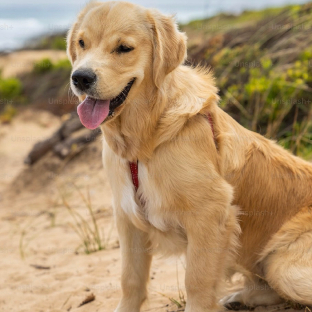 Dogs- At Home Price (extra) at Laura Cleaning Service  LLC, in Sanford, ME