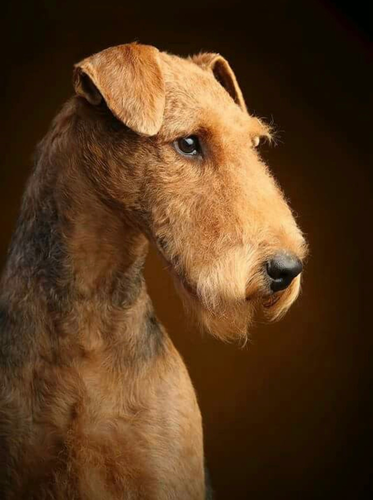 Airedale Terrier - Haircut