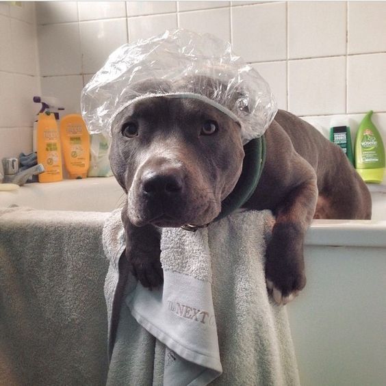 Large Bath Dog