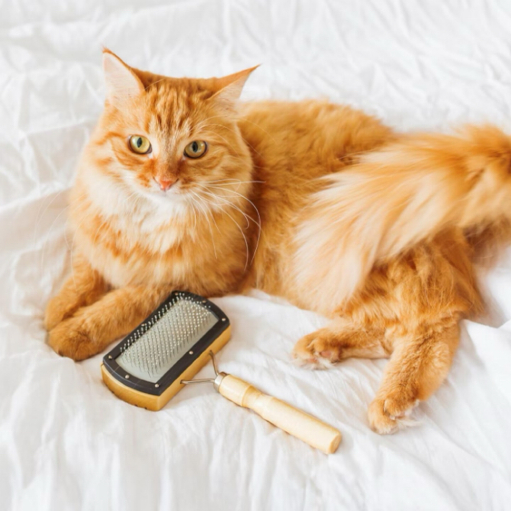 Cat Grooming at Holypawzgrooming in Highland, CA