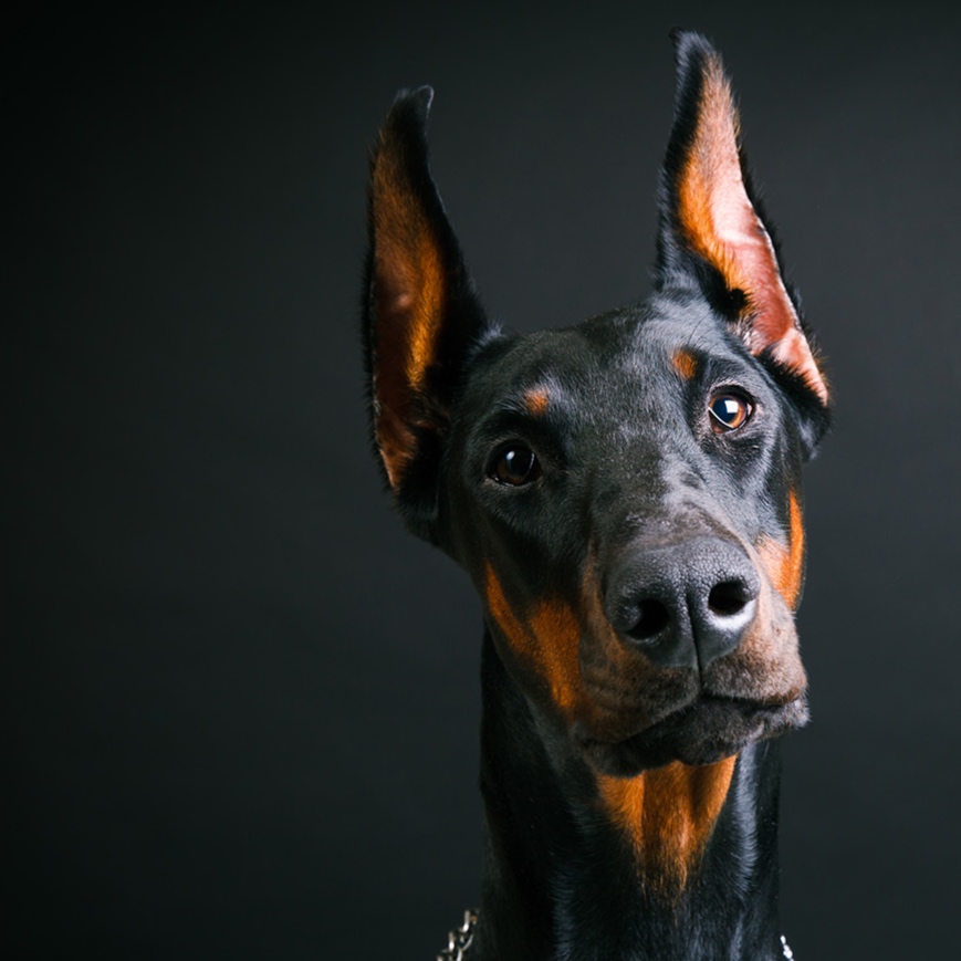 Doberman BBN at The Groom Room in Hope Mills, NC
