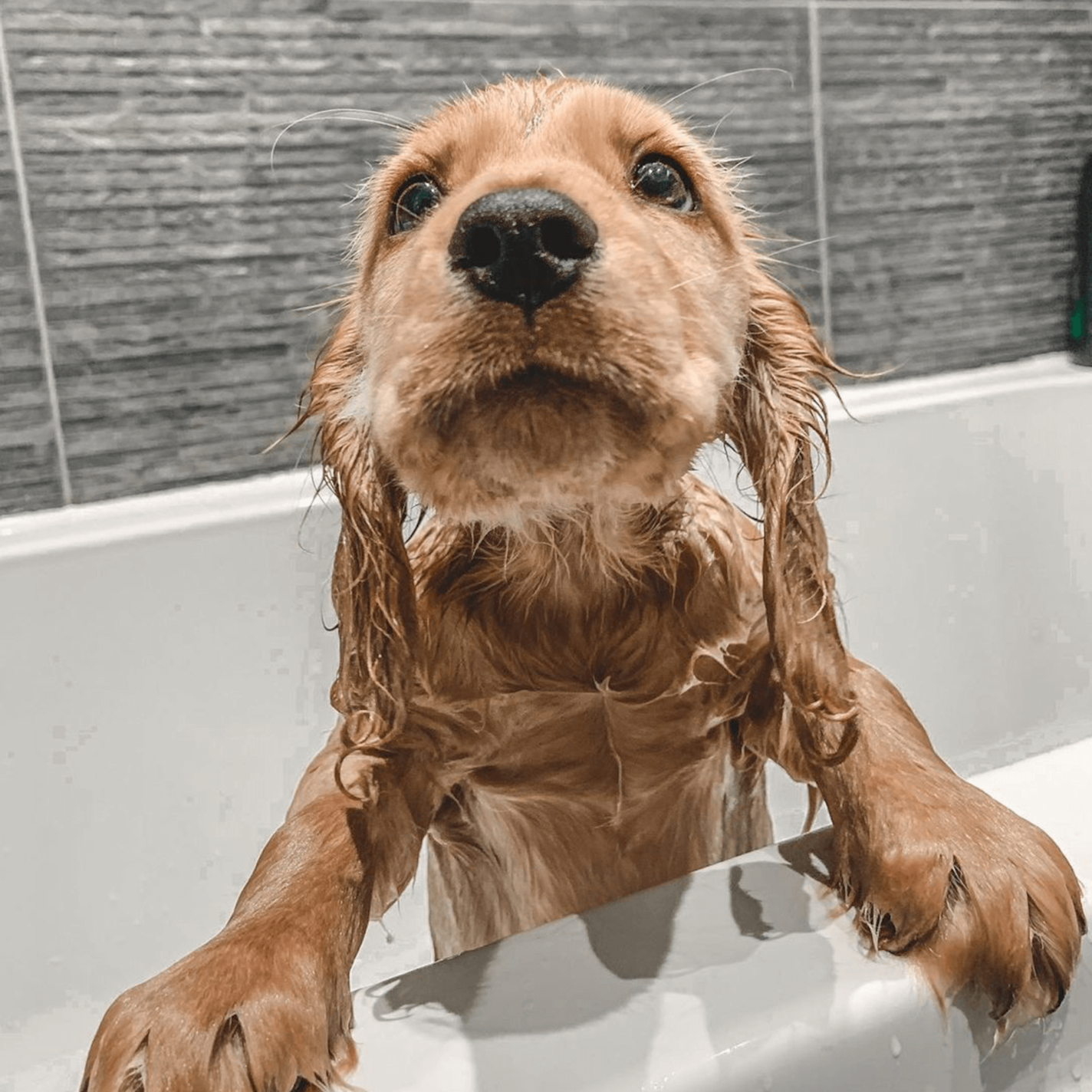 Small Dog Bath (>25lbs) at Pitzers Paws Grooming in live oak, FL