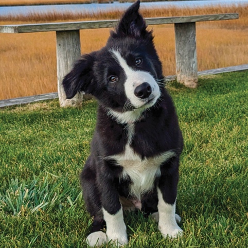 Border Collie at The Groom Room in Hope Mills, NC