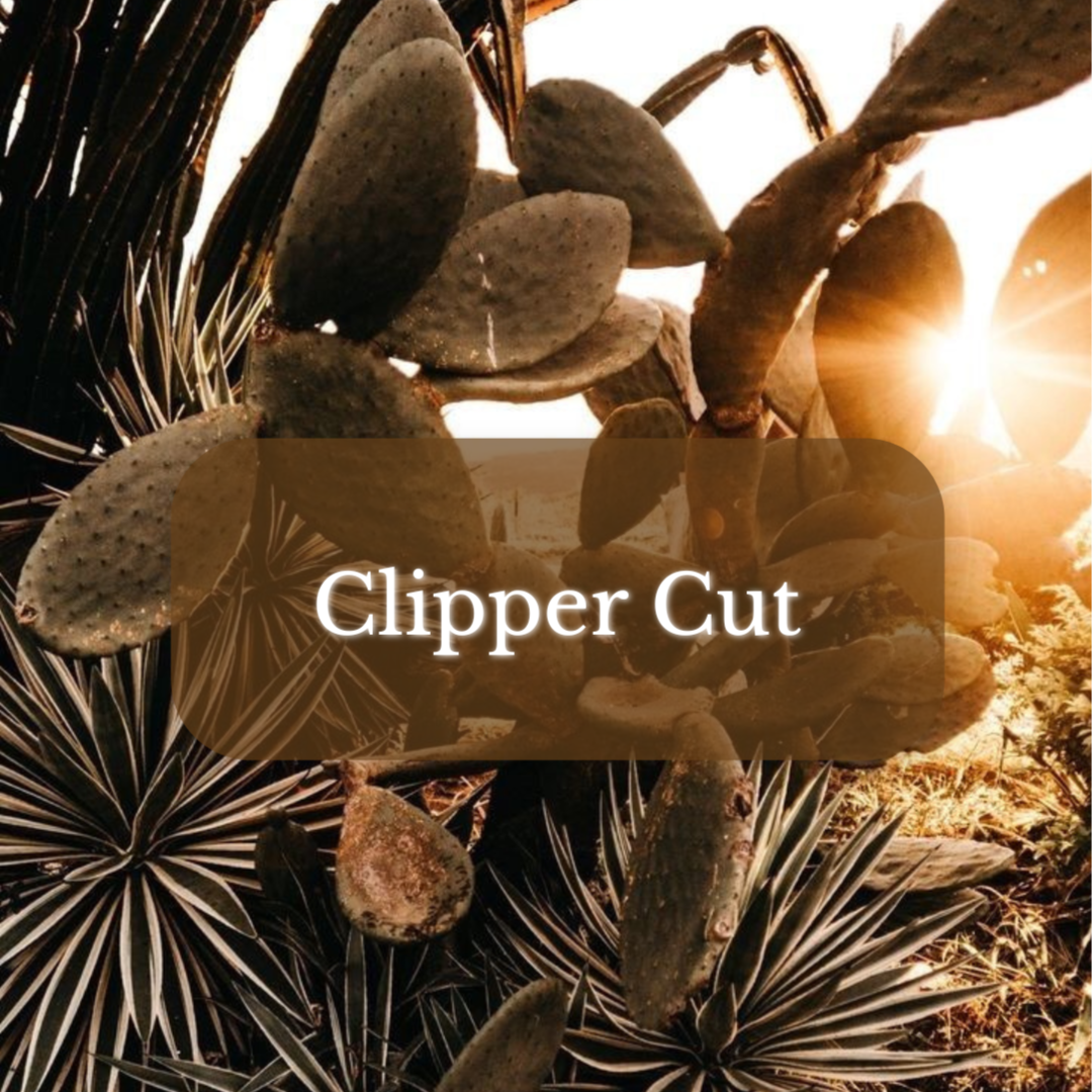 Clipper Cut at Magnolia on Main in Keene, NH