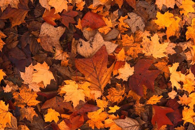 OCTOBER BESTIE SALE💋