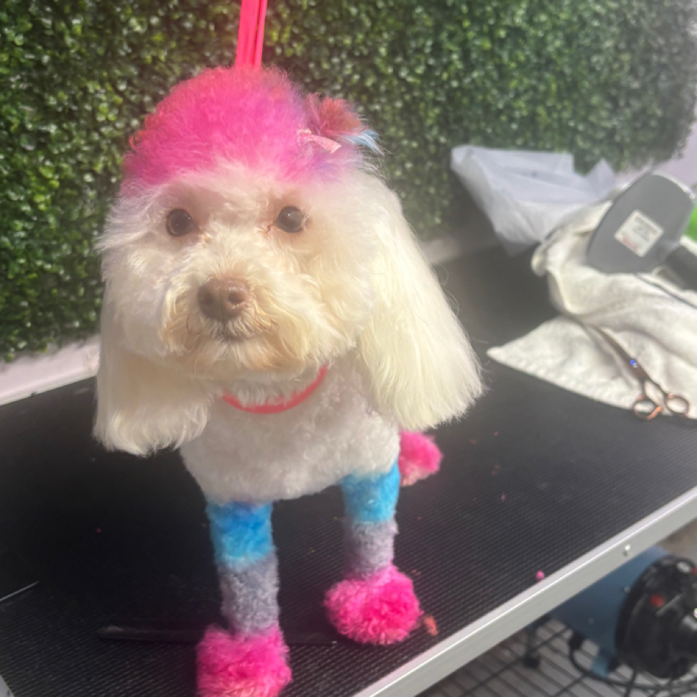 Poodle Cut at Angels Touch Doggy Salon in Milwaukee, WI