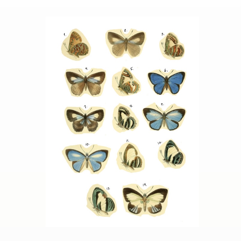 Color Repeatable Butterflies